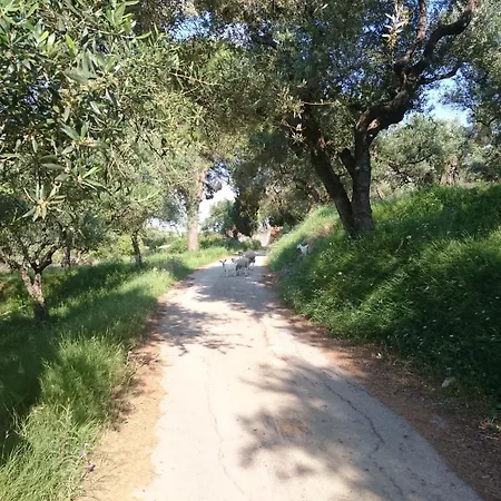 ζante Dolphin 4* אליקס