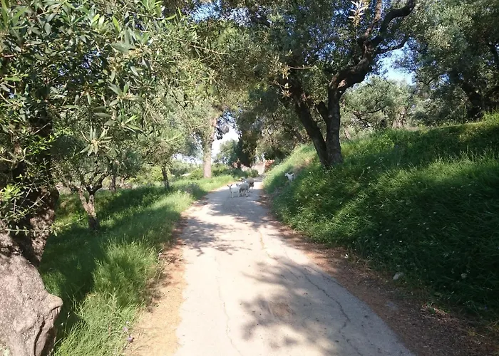 ζante Dolphin 4* 阿里克斯