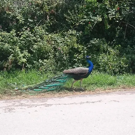 ζante Dolphin 알리케스